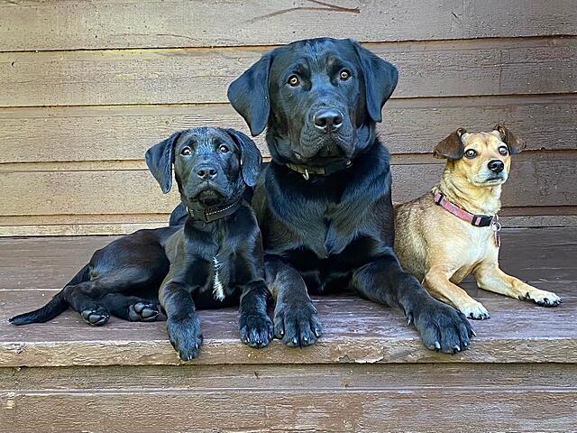 Click image for larger version

Name:	Family pups.jpg
Views:	228
Size:	208.7 KB
ID:	852833