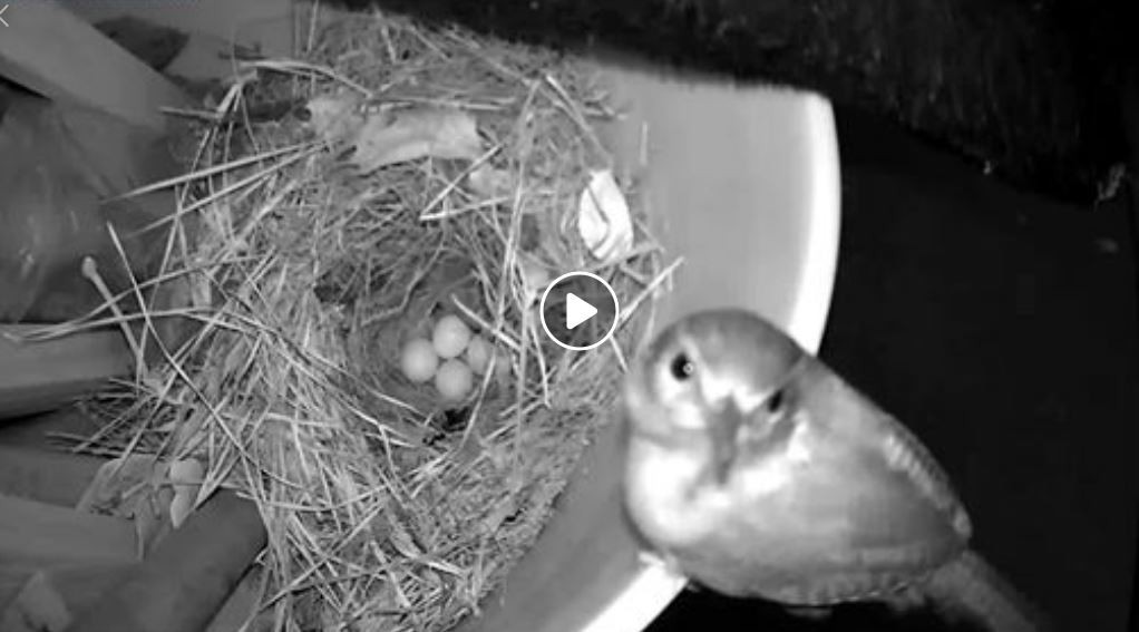 Click image for larger version  Name:	Wren mom looks at camera.JPG Views:	0 Size:	85.5 KB ID:	839662