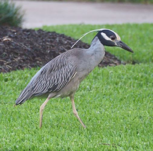 Click image for larger version

Name:	Yellow crowned night heron.jpg
Views:	174
Size:	46.1 KB
ID:	851157