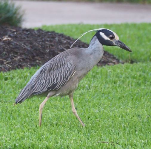 Click image for larger version

Name:	Yellow crowned night heron.jpg
Views:	247
Size:	46.1 KB
ID:	851157