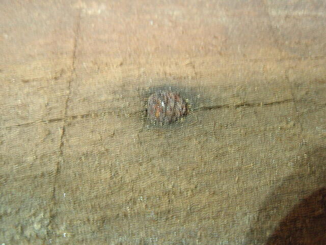 Click image for larger version  Name:	P8240408.JPG Views:	0 Size:	137.5 KB ID:	844993