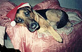 Click image for larger version

Name:	shep claus.jpg
Views:	179
Size:	58.5 KB
ID:	780043