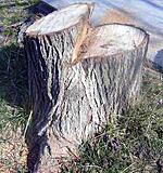 Click image for larger version

Name:	stump.jpg
Views:	248
Size:	66.2 KB
ID:	780364
