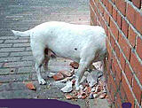 Click image for larger version

Name:	dog in wall.jpg
Views:	185
Size:	62.4 KB
ID:	780659