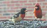 Click image for larger version

Name:	birds3.jpg
Views:	243
Size:	18.1 KB
ID:	781144