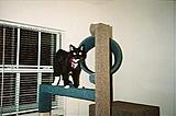 Click image for larger version

Name:	catcondo1.jpg
Views:	211
Size:	20.0 KB
ID:	781450