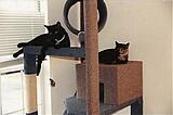 Click image for larger version

Name:	catcondo2.jpg
Views:	226
Size:	15.9 KB
ID:	781451