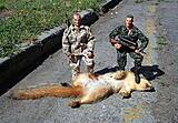 Click image for larger version

Name:	squirrel.jpg
Views:	258
Size:	24.3 KB
ID:	781701