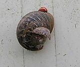Click image for larger version

Name:	ladybugsnail resized.jpg
Views:	319
Size:	25.3 KB
ID:	783039