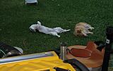 Click image for larger version

Name:	Helpers.jpg
Views:	163
Size:	102.1 KB
ID:	783299