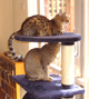 Click image for larger version

Name:	cat_etiquette_small.jpg
Views:	517
Size:	10.2 KB
ID:	783576