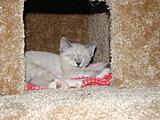Click image for larger version

Name:	cat2.jpg
Views:	281
Size:	59.5 KB
ID:	783586