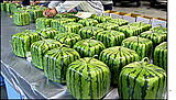 Click image for larger version

Name:	square Watermelons.jpg
Views:	217
Size:	13.9 KB
ID:	783619