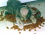 Click image for larger version

Name:	thanksgivingovereater.jpg
Views:	183
Size:	94.0 KB
ID:	783688