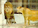 Click image for larger version

Name:	lion.jpg
Views:	235
Size:	16.5 KB
ID:	784198