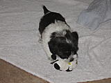 Click image for larger version

Name:	Curley 001.jpg
Views:	165
Size:	1.97 MB
ID:	784579