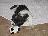 Click image for larger version

Name:	Curley 002.jpg
Views:	160
Size:	1.79 MB
ID:	784580