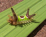 Click image for larger version

Name:	saddleback-caterpillar.jpg
Views:	225
Size:	64.9 KB
ID:	784718