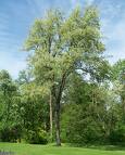 Click image for larger version

Name:	black cherry.jpg
Views:	379
Size:	4.6 KB
ID:	785205