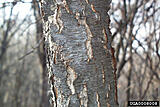 Click image for larger version

Name:	cherry bark.jpg
Views:	347
Size:	36.1 KB
ID:	785206