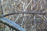 Click image for larger version

Name:	cherry bark 2.jpg
Views:	307
Size:	80.7 KB
ID:	785207