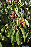 Click image for larger version

Name:	black cherry leaves.jpg
Views:	348
Size:	43.5 KB
ID:	785208