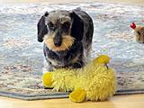 Click image for larger version

Name:	Puff.jpg
Views:	263
Size:	49.7 KB
ID:	785835