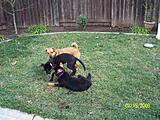Click image for larger version

Name:	Rose and Lola 008.jpg
Views:	126
Size:	645.0 KB
ID:	785951