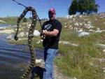 Click image for larger version

Name:	ssnake.jpg
Views:	408
Size:	4.4 KB
ID:	786435