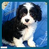 Click image for larger version

Name:	Buddy Pup-Cavachon (525 x 525).jpg
Views:	245
Size:	49.2 KB
ID:	786543