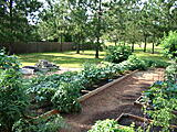 Click image for larger version

Name:	6 5 2013 okra.JPG
Views:	203
Size:	113.1 KB
ID:	786544