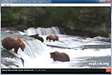 Click image for larger version

Name:	Brook Falls Alaska Bears and Salmon 5.jpg
Views:	228
Size:	129.4 KB
ID:	786577
