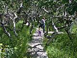 Click image for larger version

Name:	DSCN1225.JPG
Views:	100
Size:	54.4 KB
ID:	789198