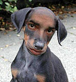 Click image for larger version

Name:	Shopdog.jpg
Views:	347
Size:	37.8 KB
ID:	789294