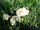 Click image for larger version

Name:	DSC00901.JPG
Views:	310
Size:	89.4 KB
ID:	789370