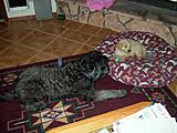 Click image for larger version

Name:	Que &amp;amp; Onyx small.jpg
Views:	165
Size:	66.2 KB
ID:	791368