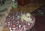 Click image for larger version

Name:	Stuffed animal.jpg
Views:	147
Size:	65.6 KB
ID:	791369