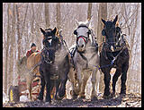 Click image for larger version

Name:	Horse Logging.jpg
Views:	317
Size:	450.9 KB
ID:	791583