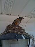 Click image for larger version

Name:	Picture 026.jpg
Views:	123
Size:	636.4 KB
ID:	793940