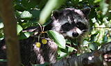 Click image for larger version

Name:	IMG_1834s.JPG
Views:	184
Size:	68.0 KB
ID:	793944