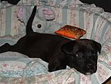 Click image for larger version

Name:	puppy3.jpg
Views:	199
Size:	79.2 KB
ID:	794103