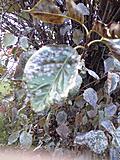 Click image for larger version

Name:	675A0047.JPG
Views:	223
Size:	214.9 KB
ID:	794131