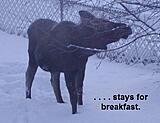 Click image for larger version

Name:	MmeMoose 3.jpg
Views:	118
Size:	73.8 KB
ID:	794581