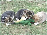 Click image for larger version

Name:	dog pack.jpg
Views:	211
Size:	75.1 KB
ID:	796832