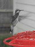 Click image for larger version

Name:	humbird1.jpg
Views:	157
Size:	590.4 KB
ID:	797077