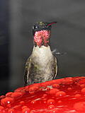 Click image for larger version

Name:	humbird7.jpg
Views:	168
Size:	263.2 KB
ID:	797078