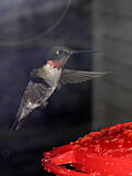 Click image for larger version

Name:	humbird2.jpg
Views:	158
Size:	656.5 KB
ID:	797079
