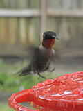 Click image for larger version

Name:	humbird5.jpg
Views:	142
Size:	541.1 KB
ID:	797080