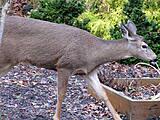 Click image for larger version

Name:	Deer1.jpg
Views:	138
Size:	67.0 KB
ID:	797248