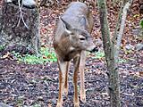 Click image for larger version

Name:	Deer2.jpg
Views:	126
Size:	71.8 KB
ID:	797249